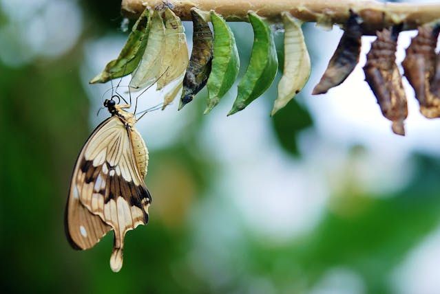 Butterfly Transformation